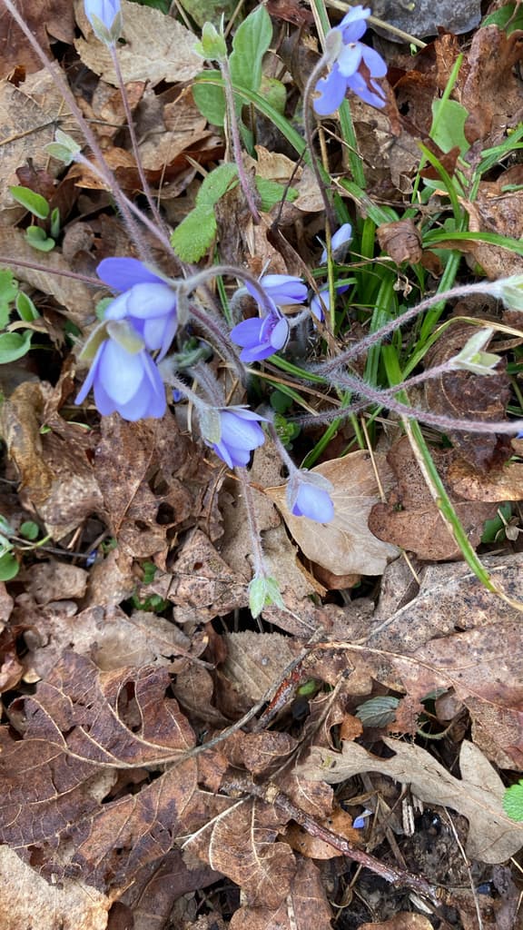 Hepatica nobilis - photo 2