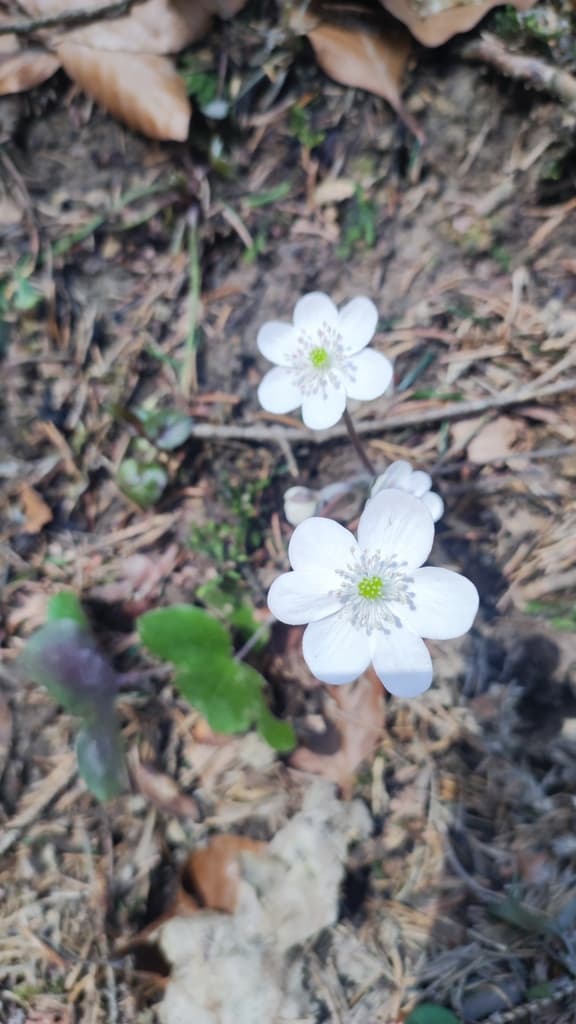 Hepatica nobilis - photo 3