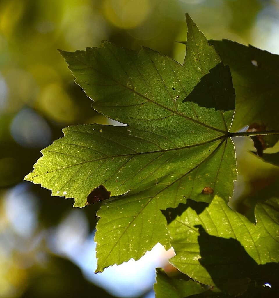 Érable sycomore : feuille vue par transparence