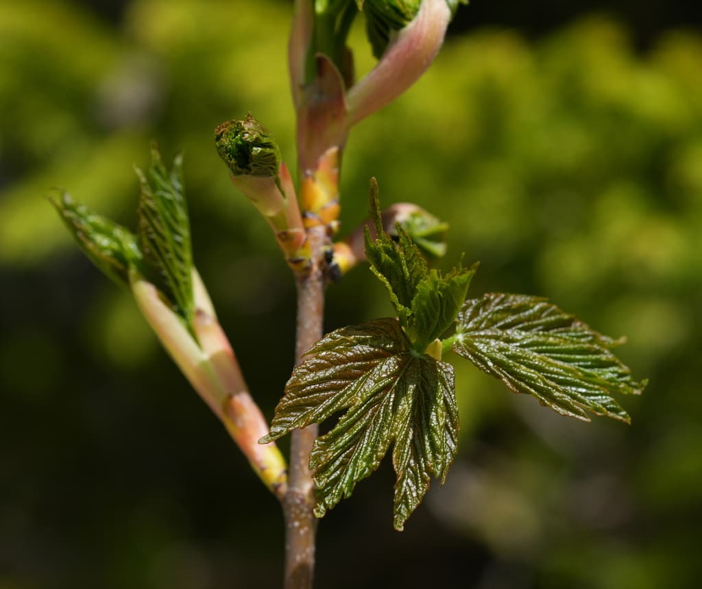 Érable sycomore : bourgeons et jeunes feuilles au printemps