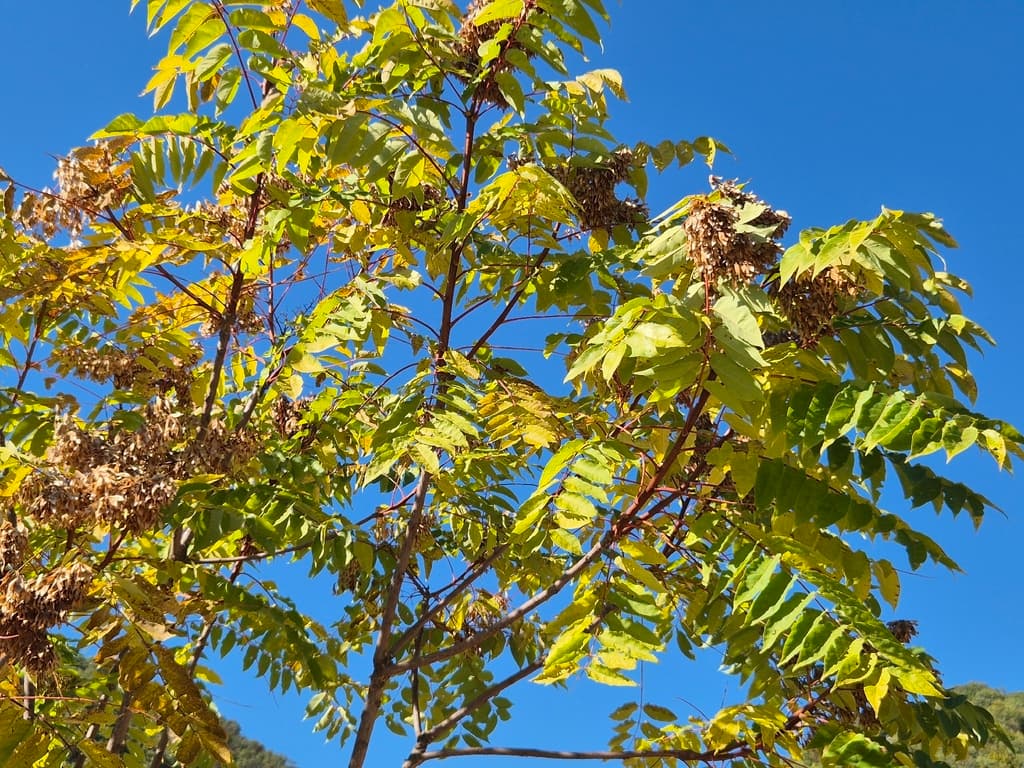 Ailante glanduleux : feuillage jaunissant à l'automne