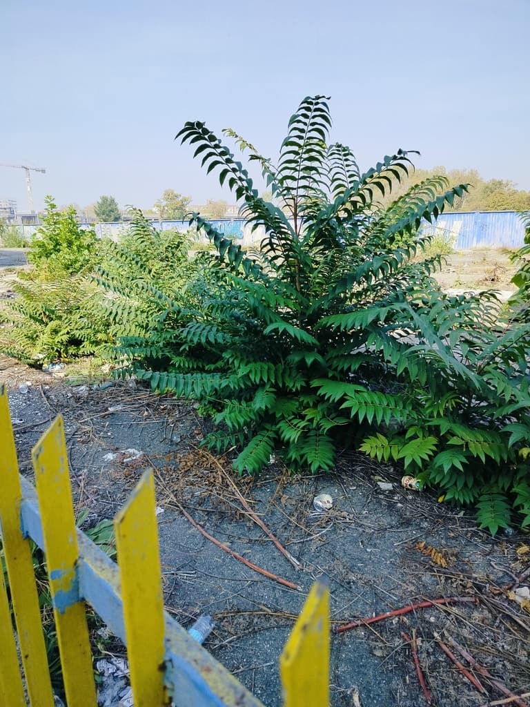 Ailante glanduleux : jeune plant sur une friche