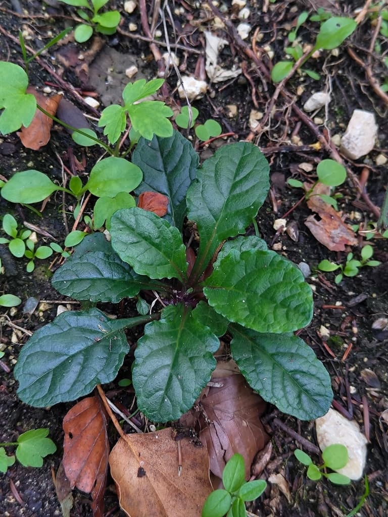Bugle rampante : rosette de feuilles luisantes