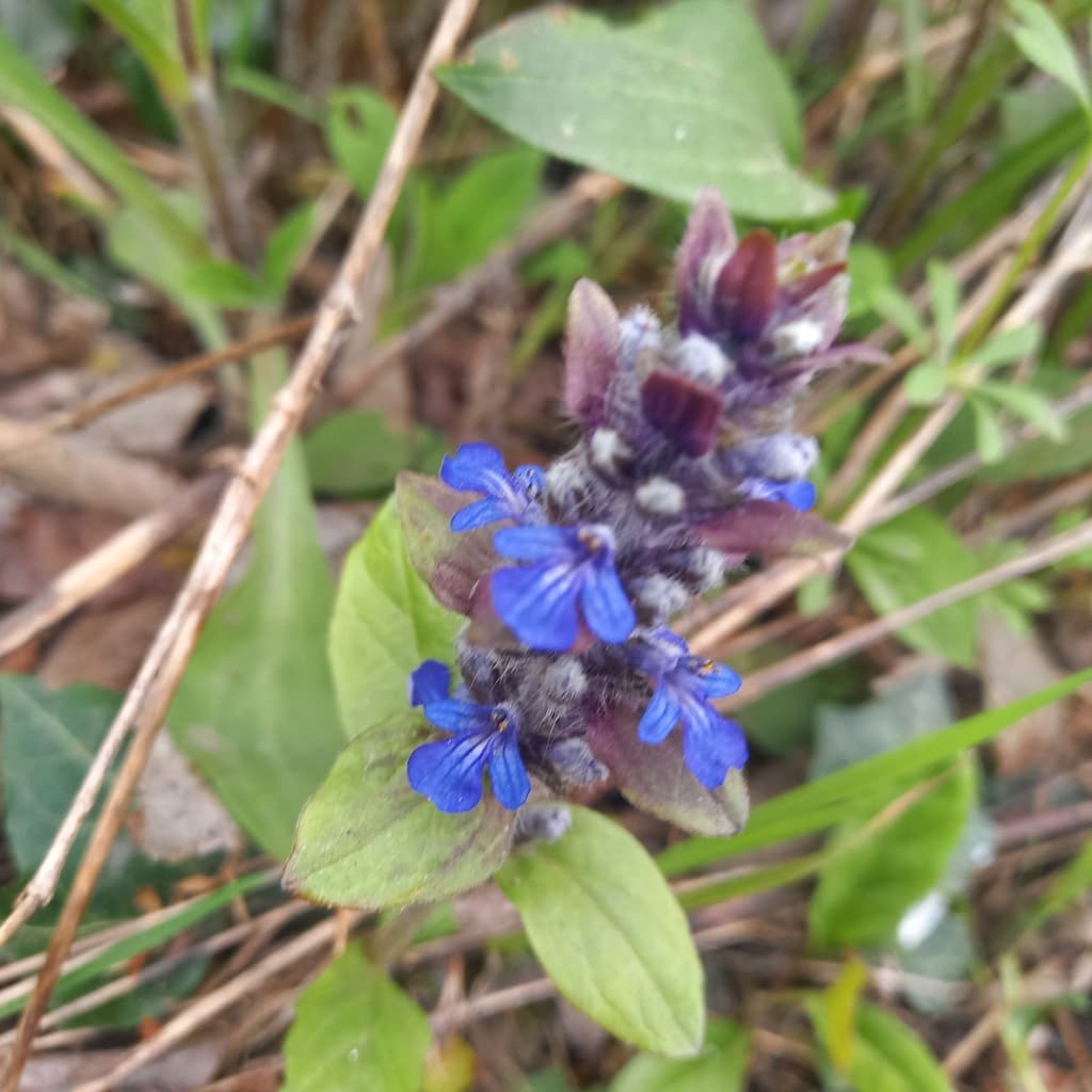 Bugle rampante : gros plan sur les fleurs et bractées pourprées
