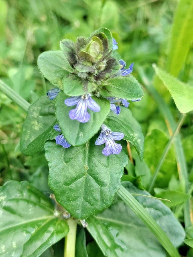 Bugle rampante : fleurs à l'aisselle des bractées