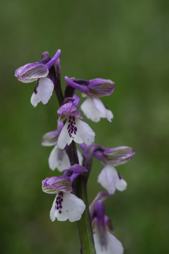 Orchis bouffon : forme à fleurs blanches et casque violet