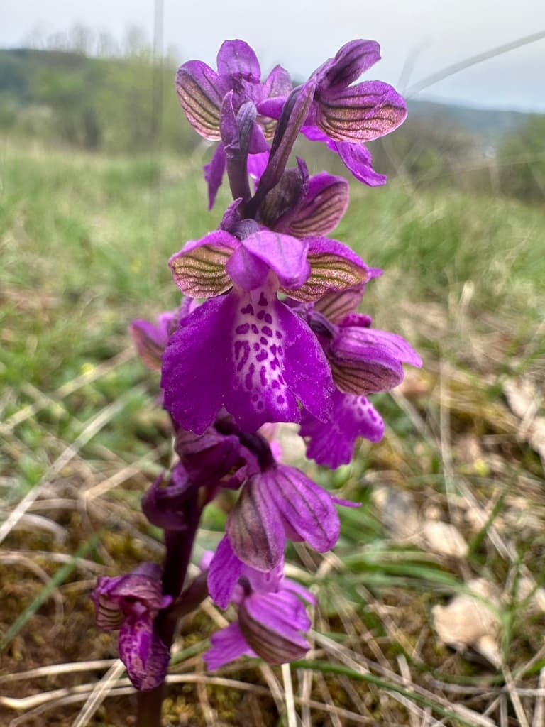 Orchis bouffon : épi de fleurs et labelle moucheté de pourpre