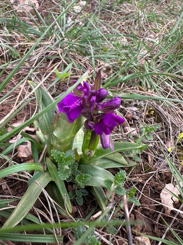 Orchis bouffon : rosette de feuilles vertes non tachées