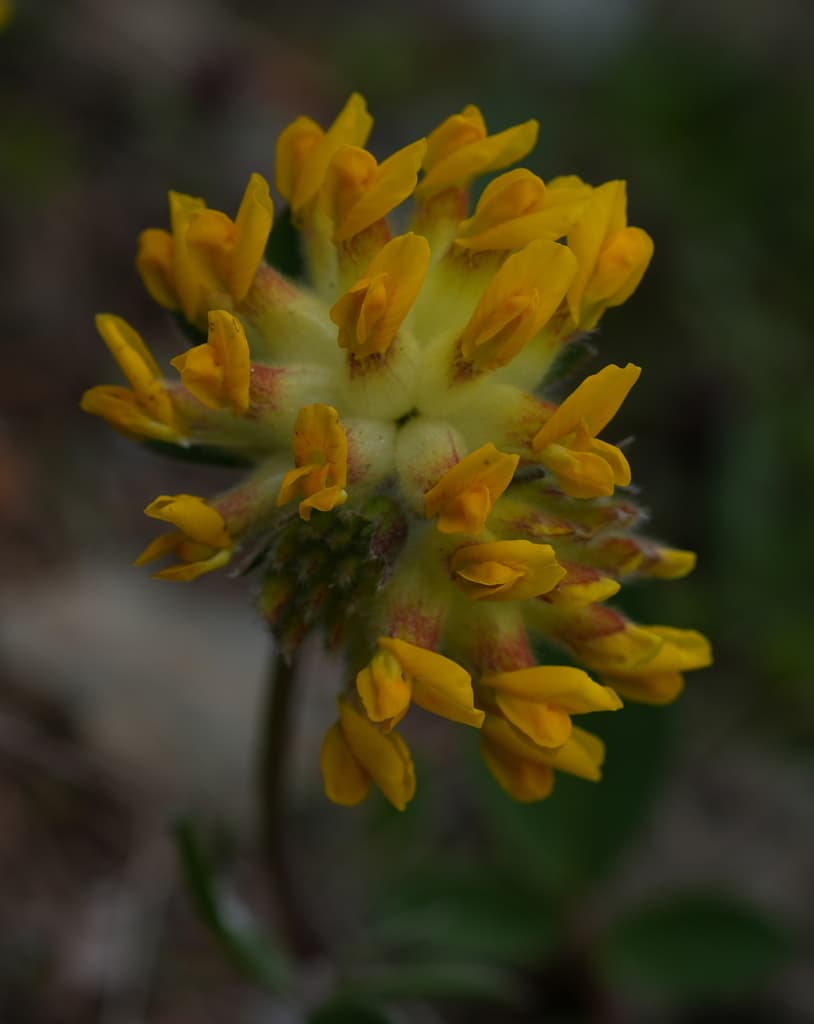 Anthyllide vulnéraire : capitule aux fleurs orangées vu de dessous