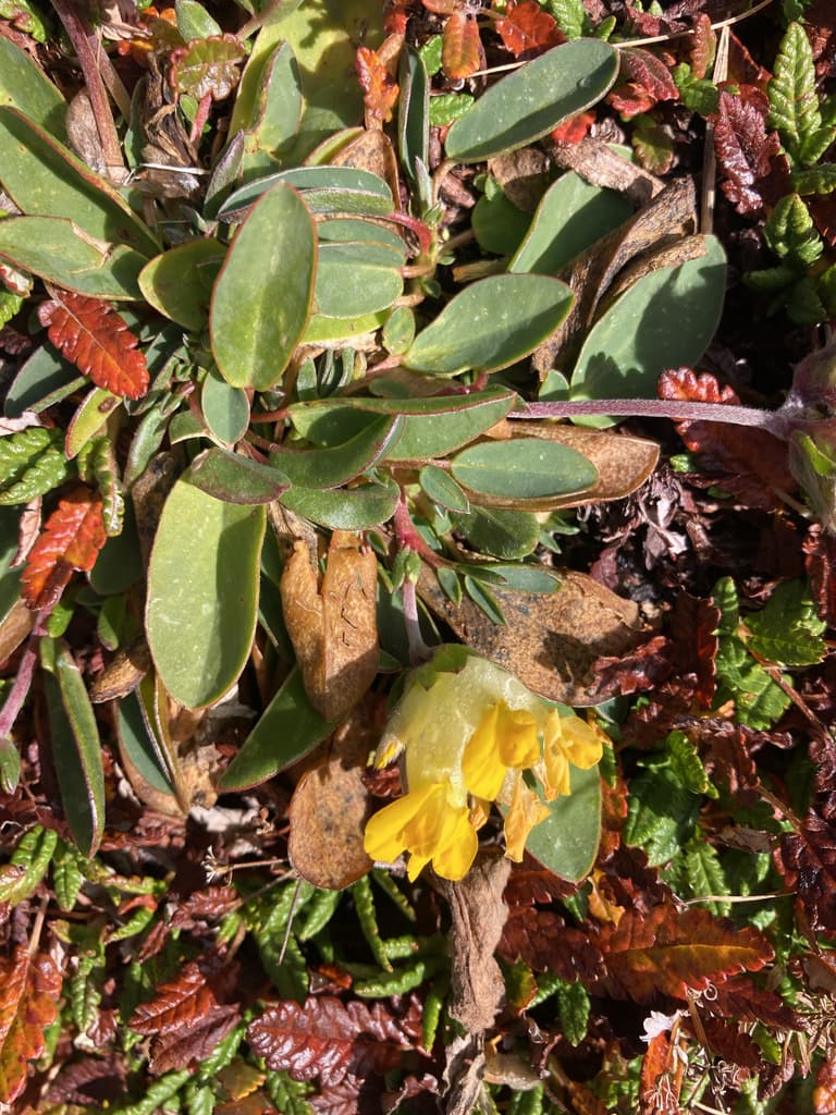 Anthyllide vulnéraire : rosette de feuilles basales arrondies