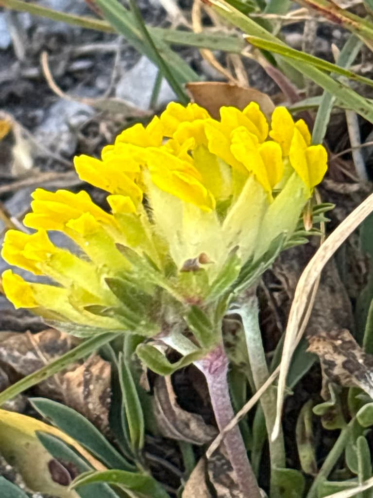Anthyllide vulnéraire : capitule jaune pâle vu de côté