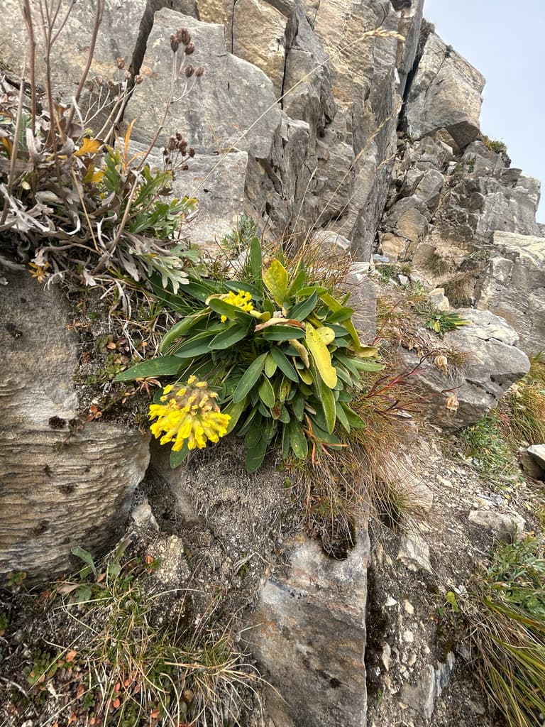 Anthyllide vulnéraire : touffe installée dans une fissure de rocher
