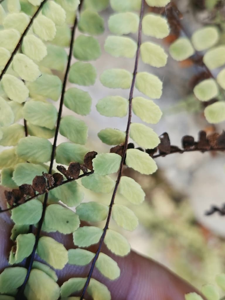 Capillaire des murailles : rachis noirs luisants et sores mûrs