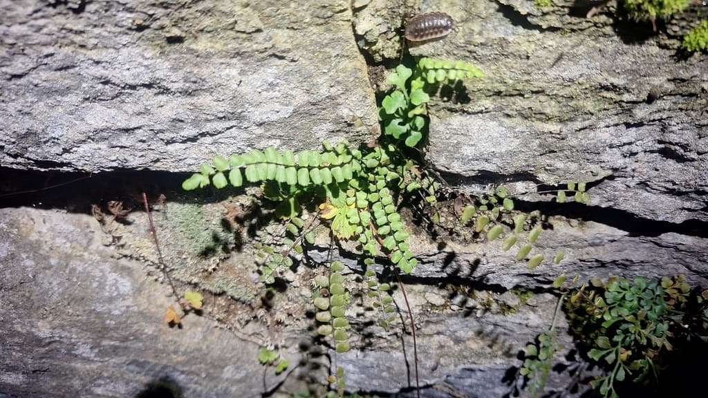 Capillaire des murailles : jeune touffe dans la fissure d'un mur