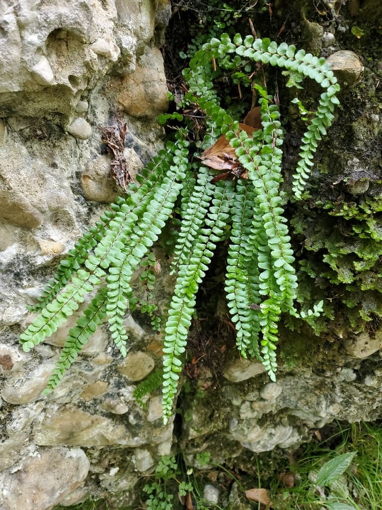 Capillaire des murailles : touffe de frondes retombant d'une paroi rocheuse
