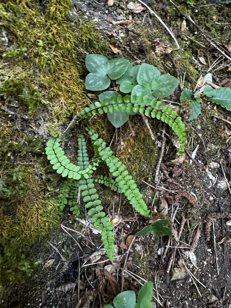 Capillaire des murailles : frondes sur un talus moussu