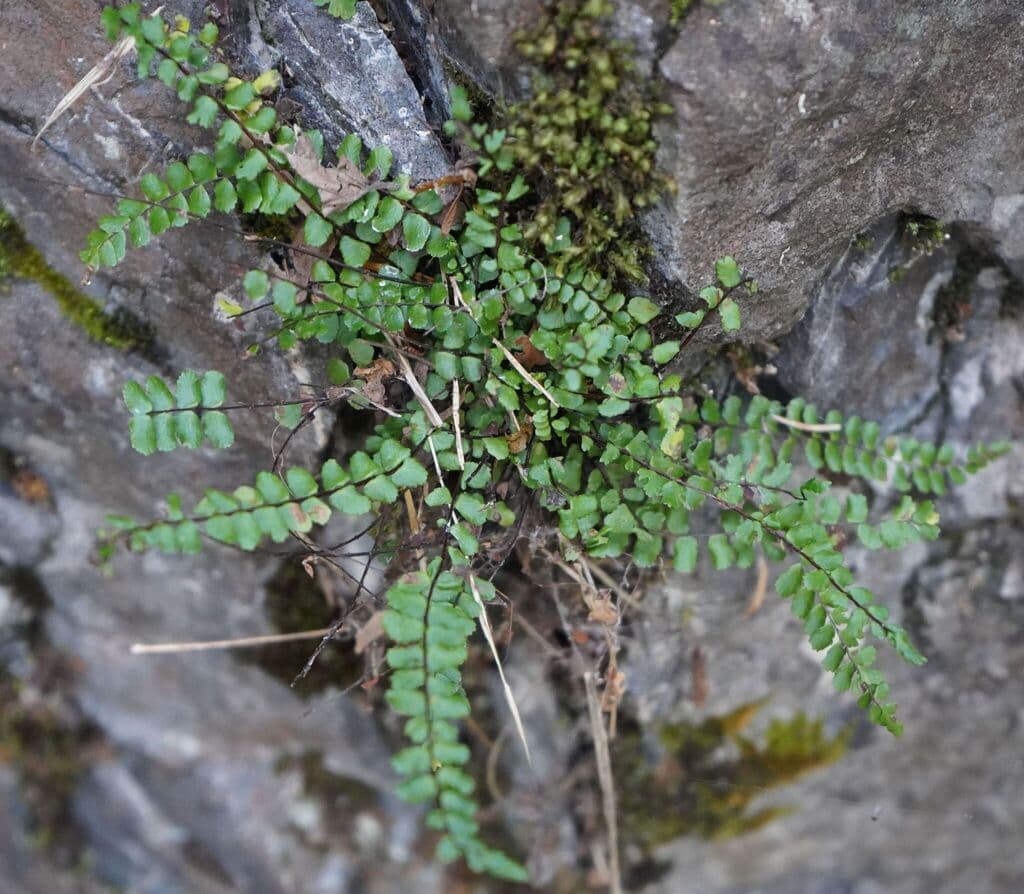 Capillaire des murailles : touffe sur rocher hérissée de vieux rachis