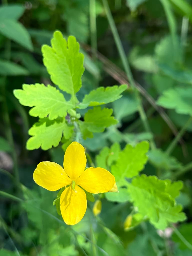Chélidoine : fleur jaune à quatre pétales et feuilles découpées
