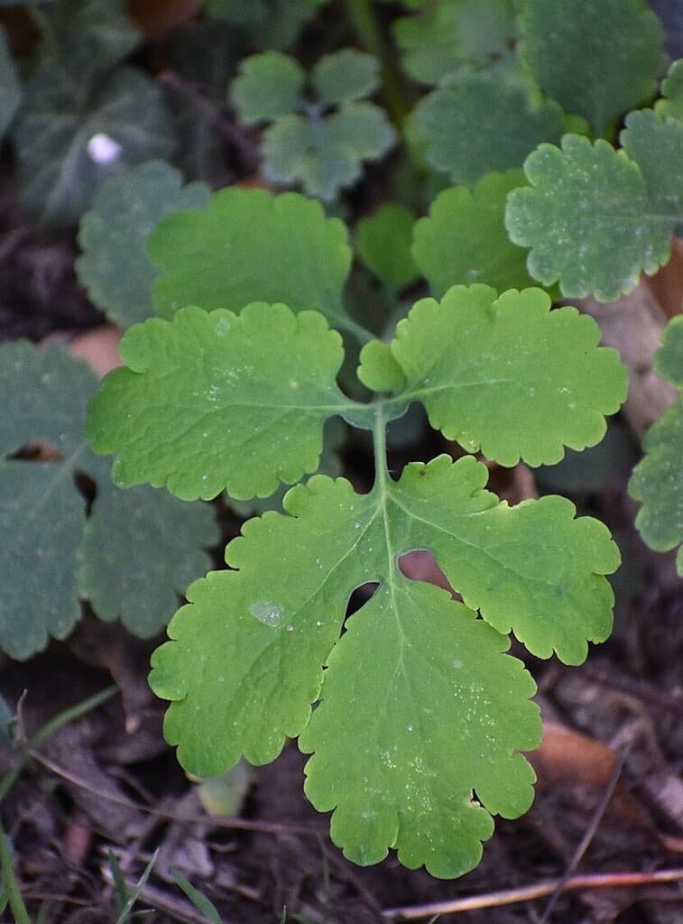 Chélidoine : feuille découpée à lobes arrondis