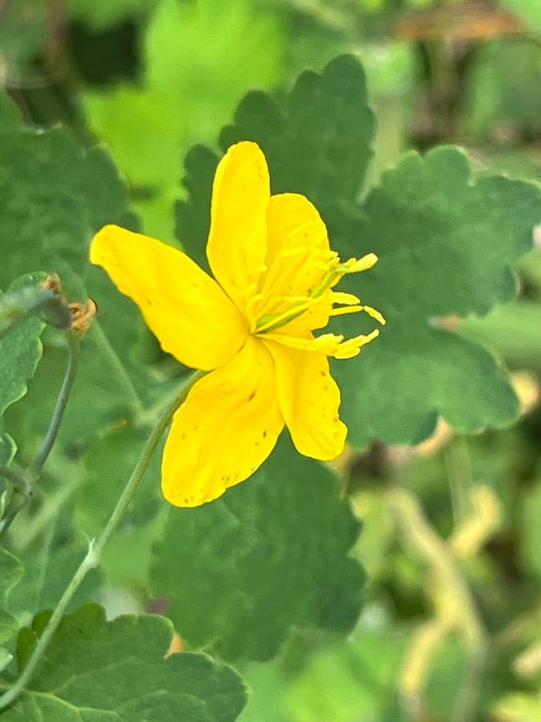 Chélidoine : fleur vue de près avec ses étamines