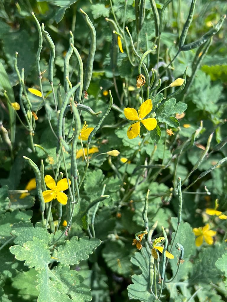 Chélidoine : fleurs et fruits en capsules allongées