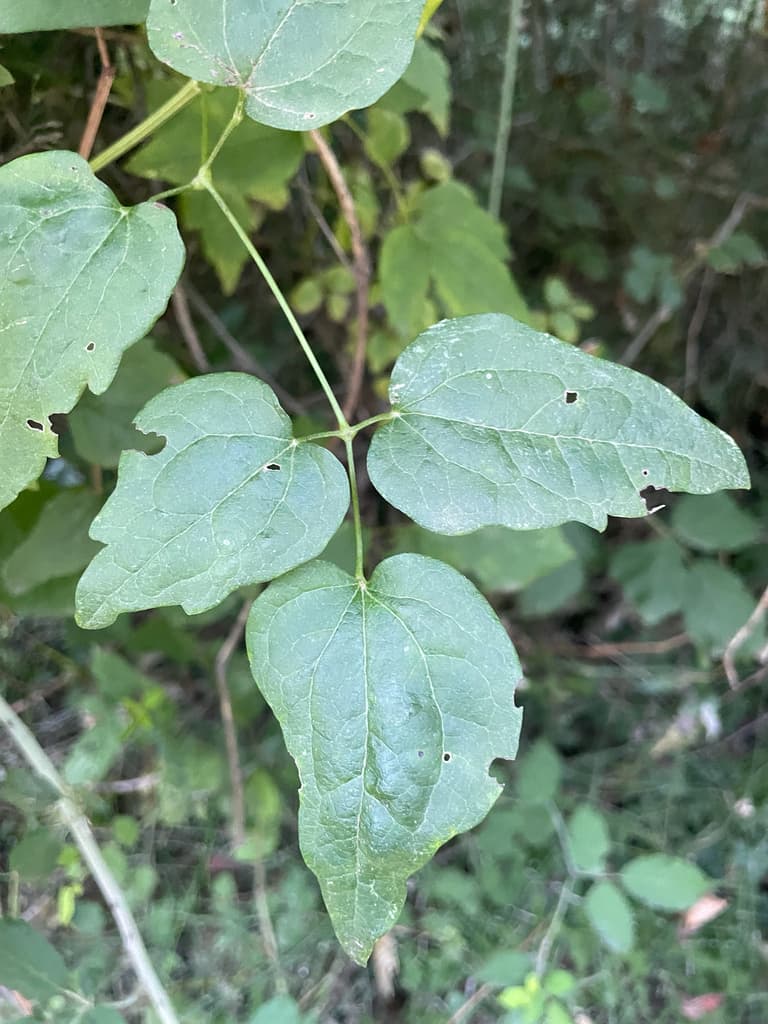 Clématite des haies : feuille à trois folioles en cœur