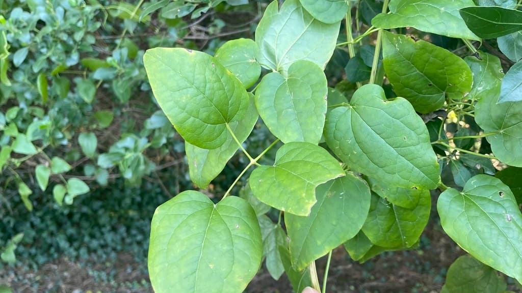 Clématite des haies : folioles ovales