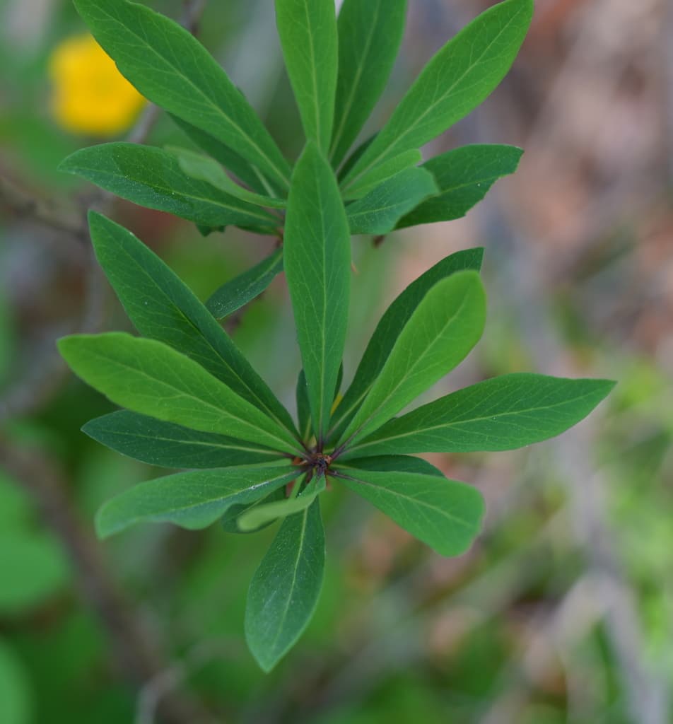 Bois-joli : rosette de feuilles lancéolées