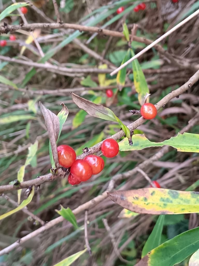 Bois-joli : baies rouges sur un rameau nu