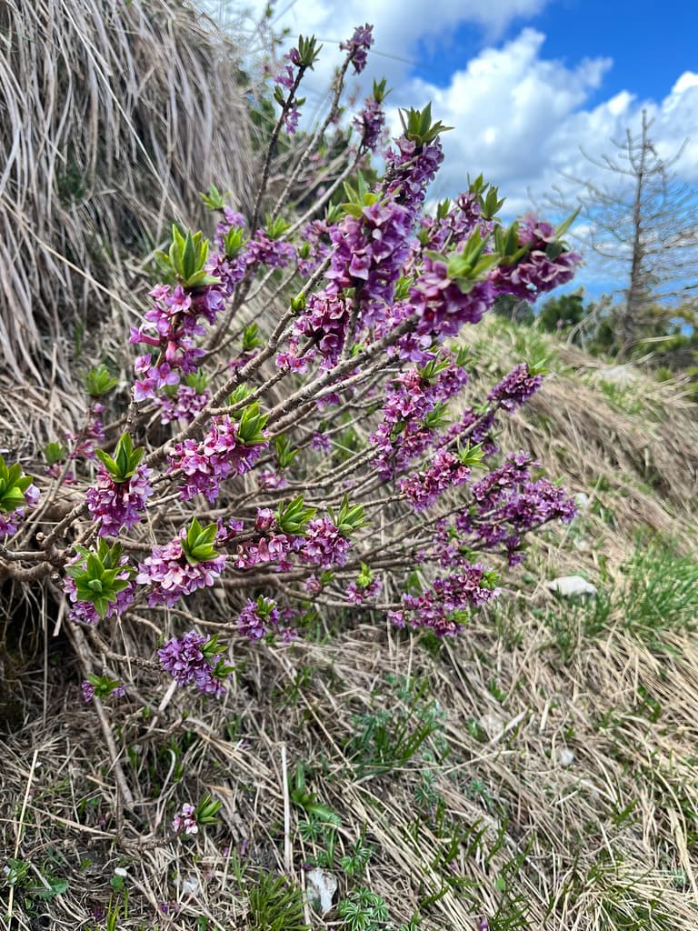 Bois-joli : arbrisseau en fleurs avant les feuilles