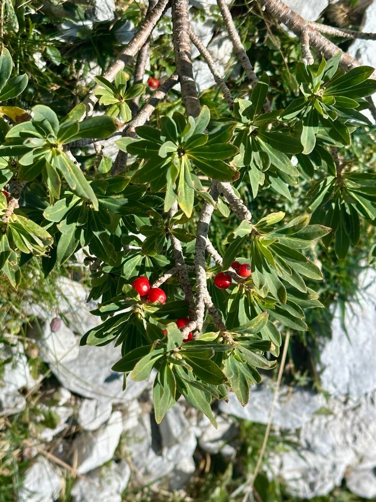 Bois-joli : rameaux feuillus portant des fruits rouges