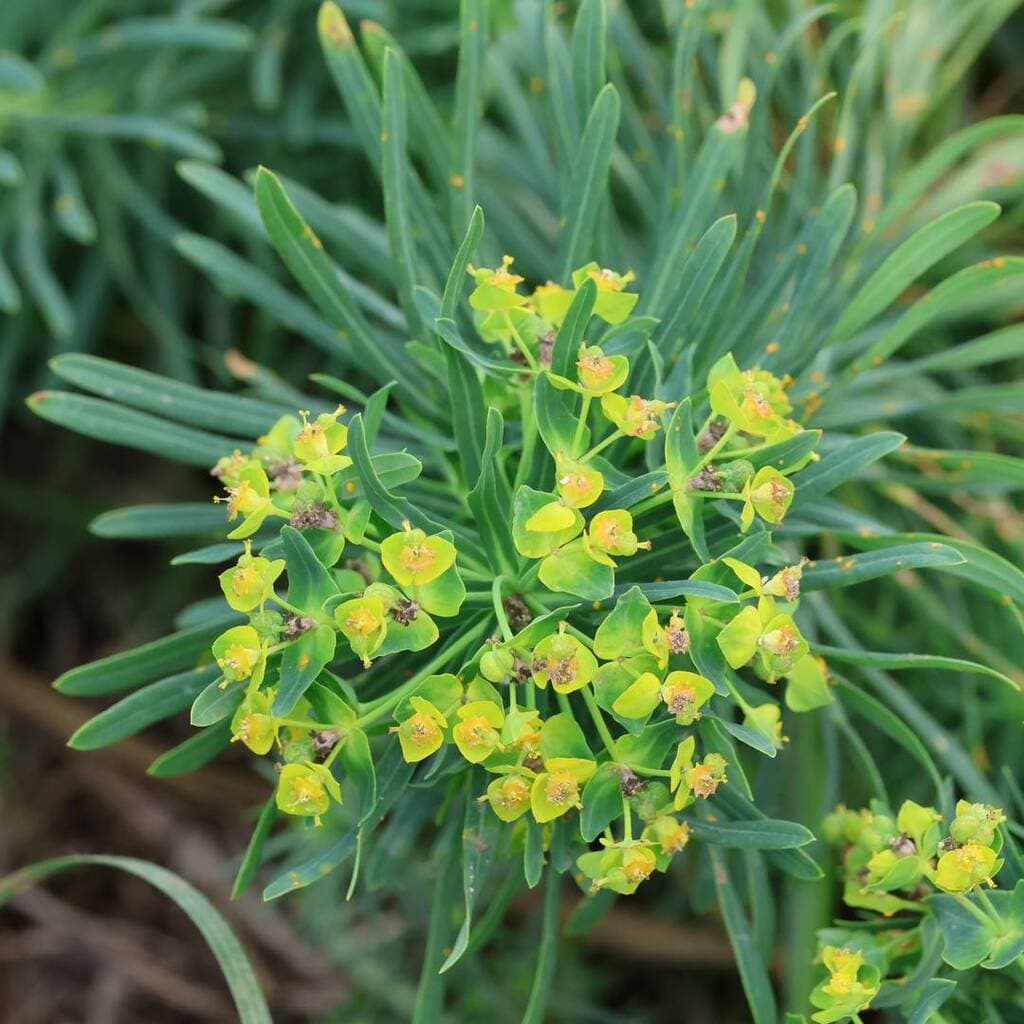 Euphorbe petit-cyprès : ombelle de cyathes jaune vert parmi les feuilles fines