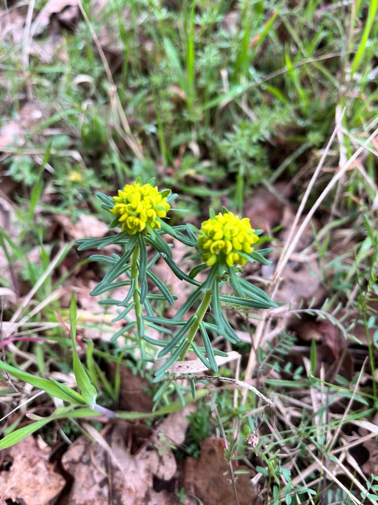 Euphorbe petit-cyprès : deux tiges aux inflorescences jaunes serrées