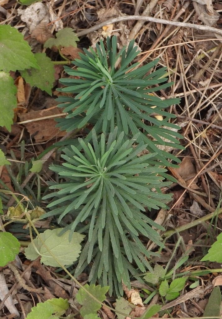 Euphorbe petit-cyprès : pousses aux feuilles linéaires