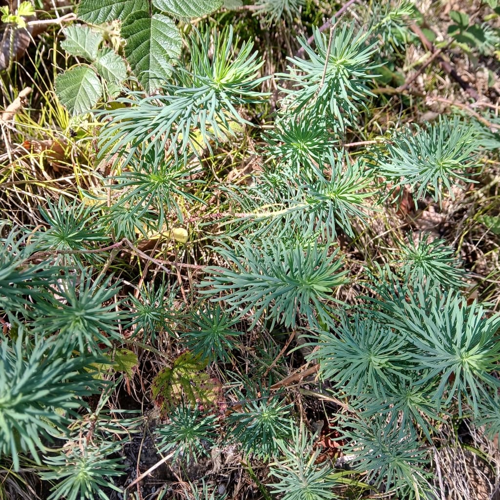 Euphorbe petit-cyprès : colonie de pousses stériles