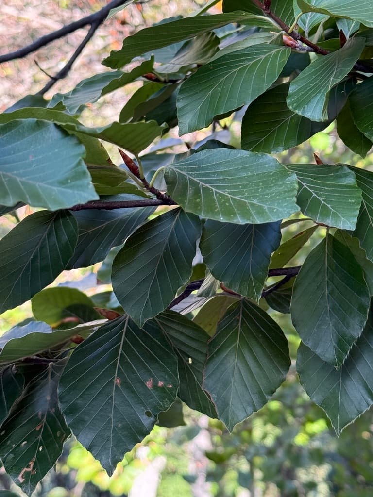 Hêtre commun : feuilles et bourgeons pointus