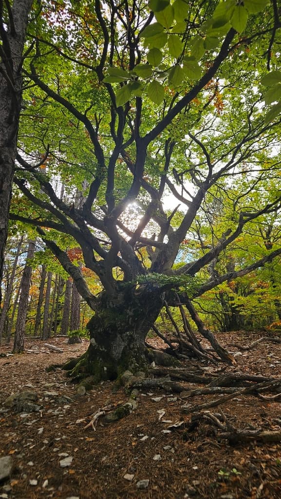 Hêtre commun : vieux hêtre tortueux en forêt de montagne