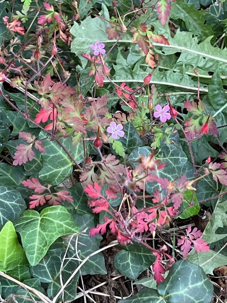 Herbe à Robert : feuillage rougissant en automne