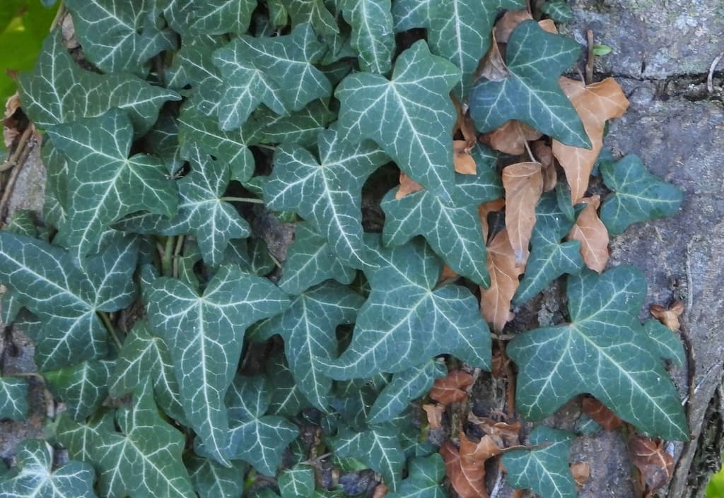 Lierre grimpant : feuilles lobées veinées de clair
