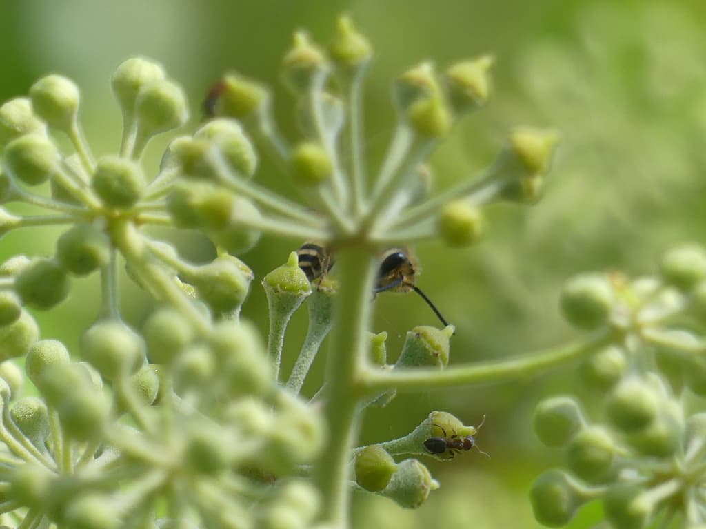 Lierre grimpant : boutons floraux en ombelle visités par des insectes