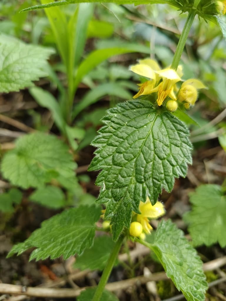 Lamier jaune : feuille dentée à nervures marquées