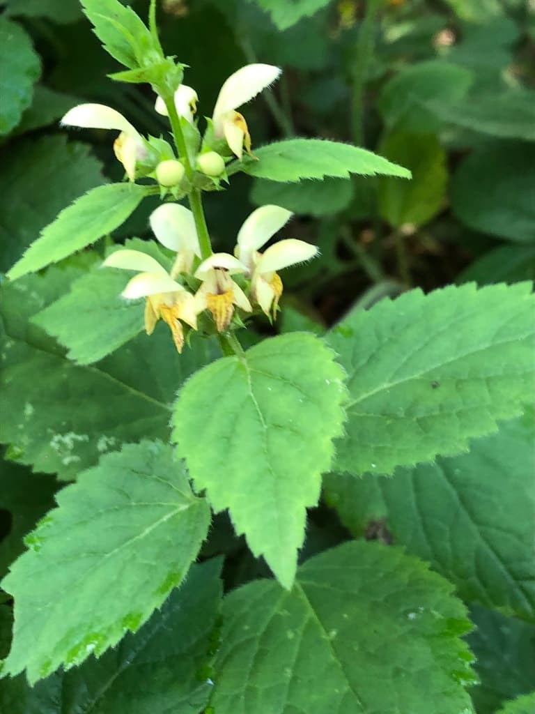Lamier jaune : fleurs jaune pâle à lèvre inférieure striée