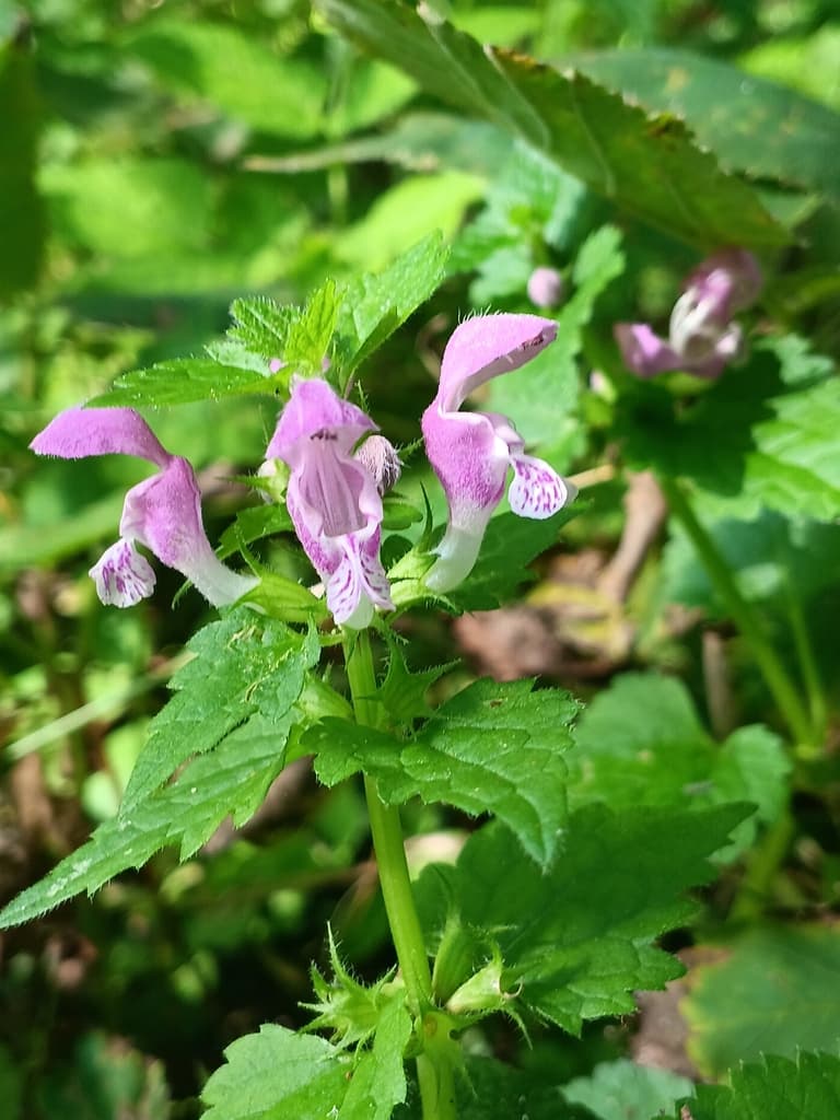 Lamier maculé : fleurs à casque et lèvre tachée