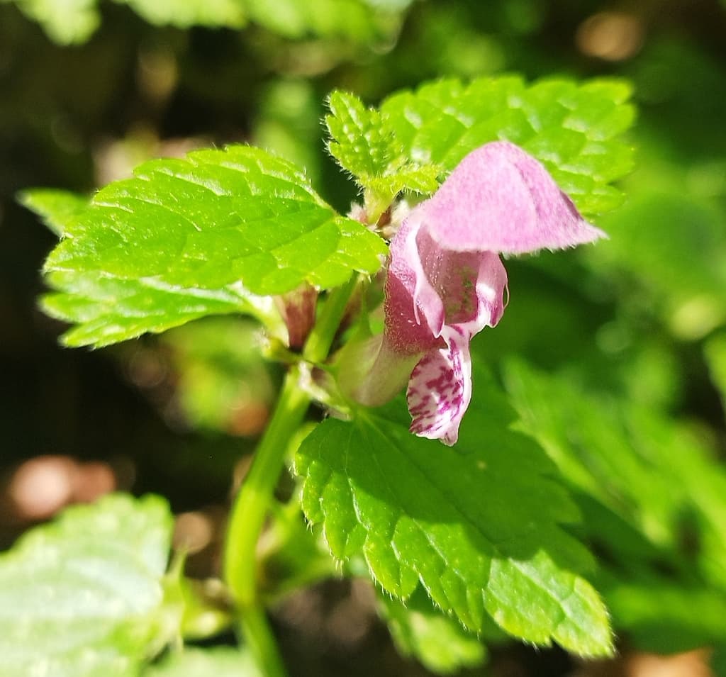 Lamier maculé : fleur de profil et feuilles dentées