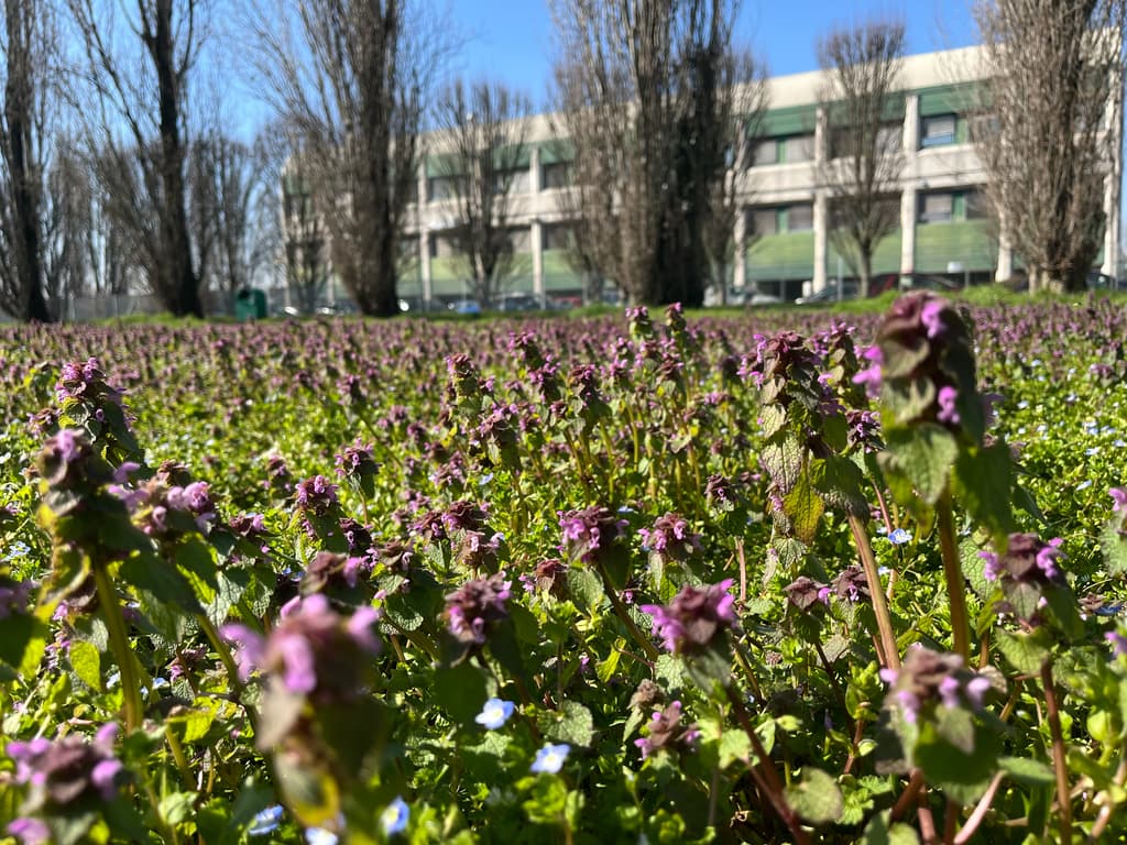 Lamier pourpre : colonie dense en pleine floraison