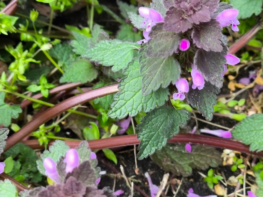 Lamier pourpre : feuilles à pétiole court et tige rougeâtre