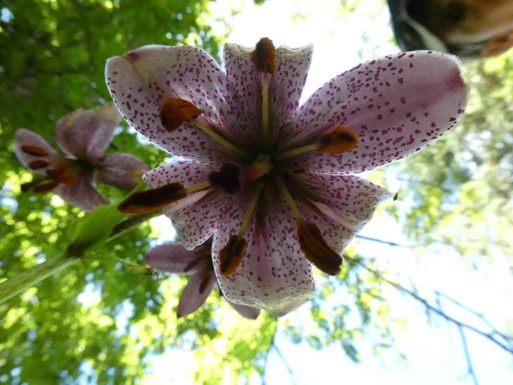 Lis martagon : fleur vue de dessous avec ses étamines