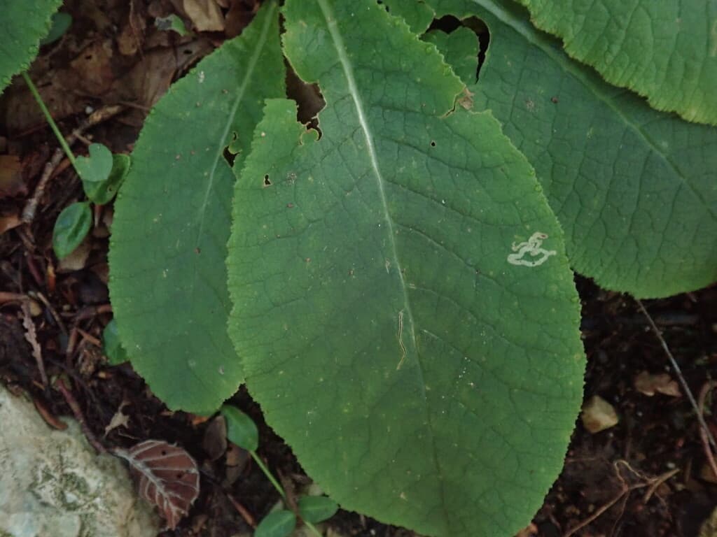 Primevère acaule : grandes feuilles de la rosette en été