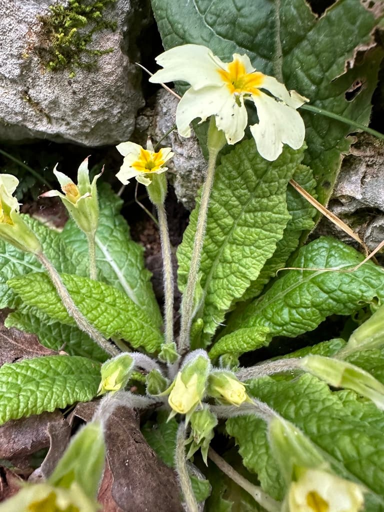 Primevère acaule : pédoncules velus partant de la rosette
