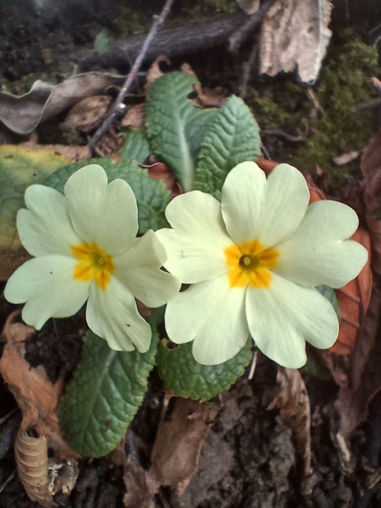 Primevère acaule : deux fleurs au-dessus de feuilles gaufrées